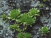 montanum ssp. heterophyllum from Kraľovany, Zusammenfluss