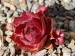Red Zinger