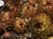 marmoreum ssp. matricum from Kováčovské kopce (Skaly) 