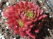 My Cochinella