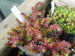Sedum ochroleucum MT (Martin Tversted)
