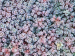 Sedum cyaneum 'Sachalin'