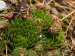 globiferum ssp. globiferum from Kalinova Ves, O
