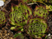 montanum ssp. stiriacum from Edelweißspitze, O Abhang