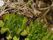 montanum ssp. heterophyllum from Vepor