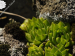 montanum ssp. heterophyllum from Katruška