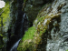 globiferum ssp. hirtum (preissianum) from Bystré, Wasserfall