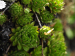 montanum ssp. heterophyllum from Kopa