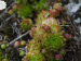 globiferum ssp. arenarium from Fallerhütte