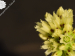 globiferum ssp. arenarium from Brandstatt, Kletterwand