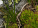 montanum ssp. stiriacum from Arlscharte
