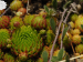 globiferum ssp. arenarium from Anras, SW