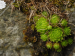 globiferum ssp. arenarium from Panzendorf, unter der Burg Heinfels
