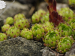 montanum ssp. montanum from Mesolina, W Abhang