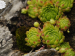 dolomiticum from Val Ombretta, W