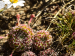 ciliosum ssp. octopodes from Kajmakčalan, Gipfel