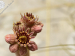 marmoreum ssp. reginae-amaliae from Koutsomitros, 1