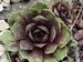 Connys Rose