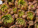 marmoreum ssp. reginae-amaliae from Koutsomitros, 2