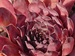 Hummel