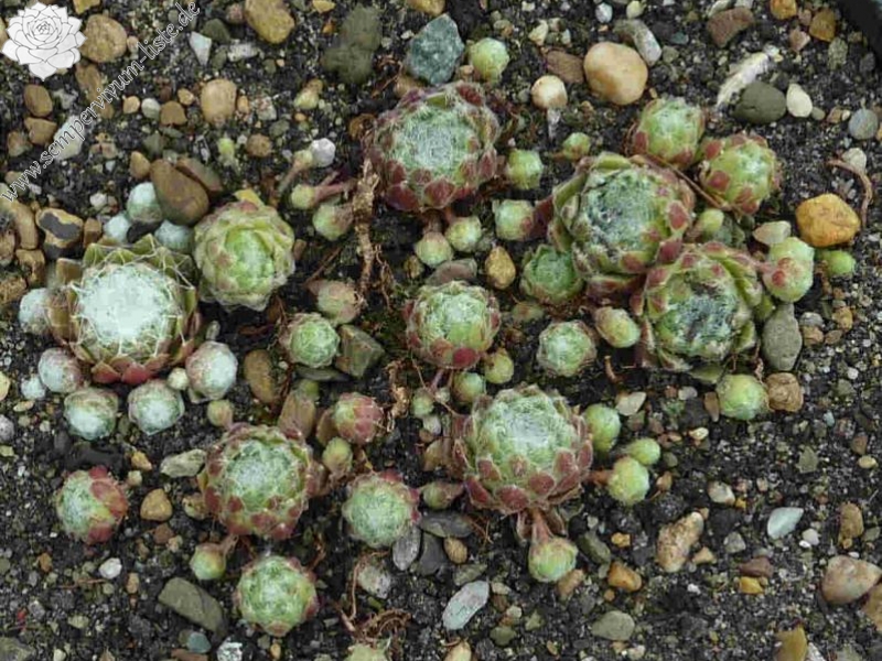 arachnoideum from Cappadocia