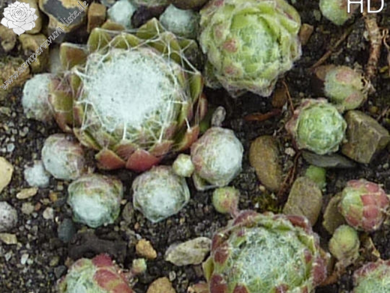 arachnoideum from Cappadocia