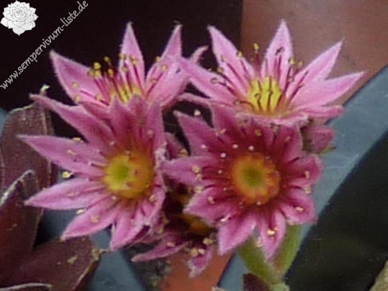 arachnoideum from Furkapass