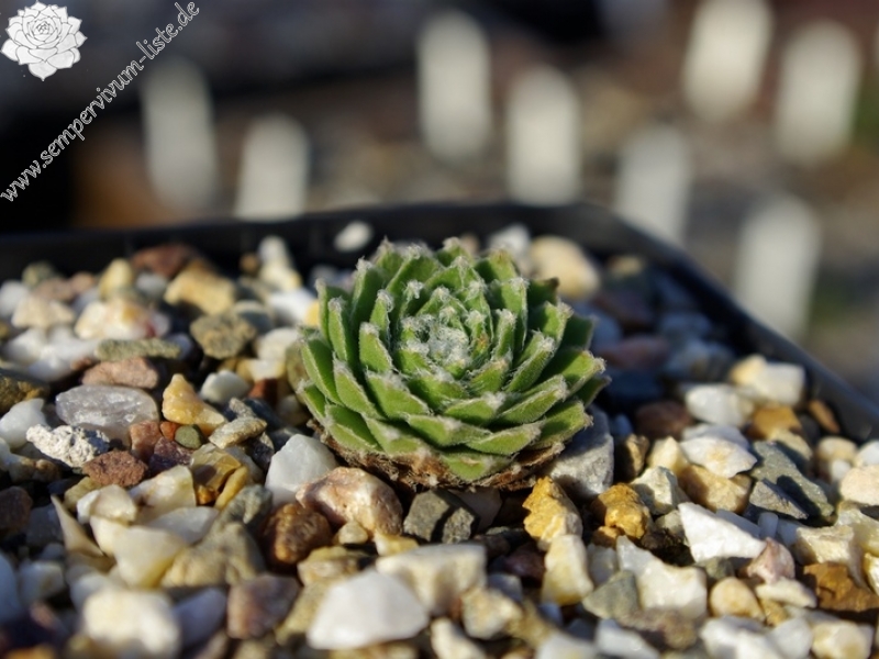 arachnoideum from "Opitz"