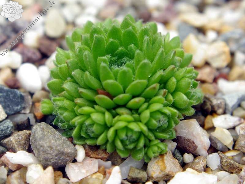 barbulatum from Ciampac