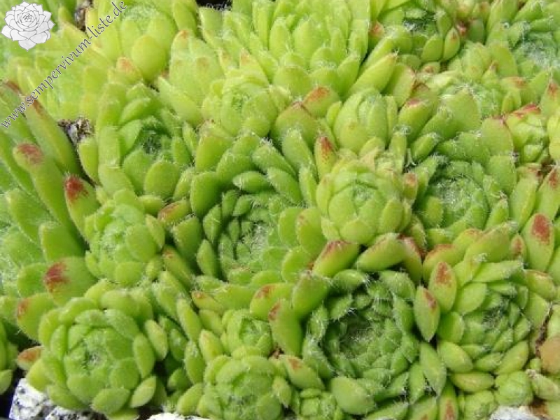 barbulatum from Ciampac