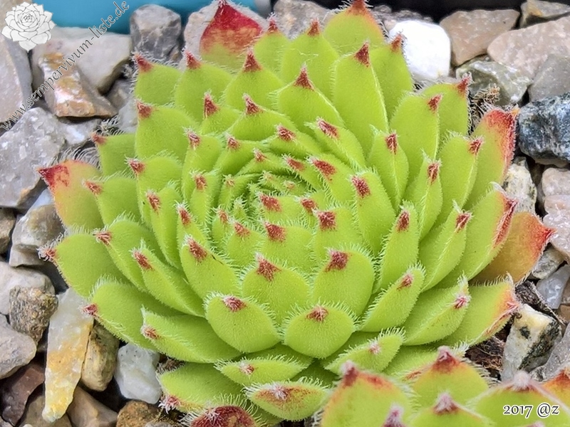 Kerneri