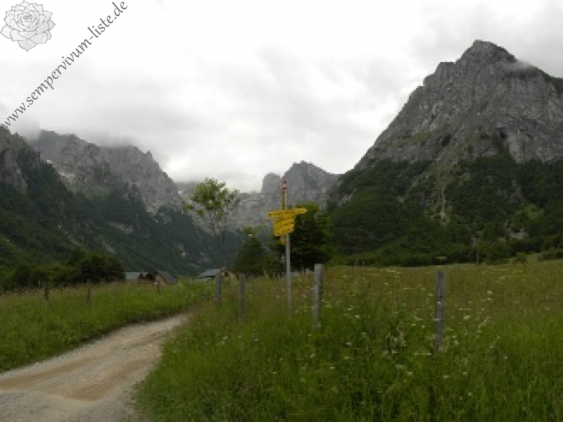 kosaninii from Valušnica (Mitte)