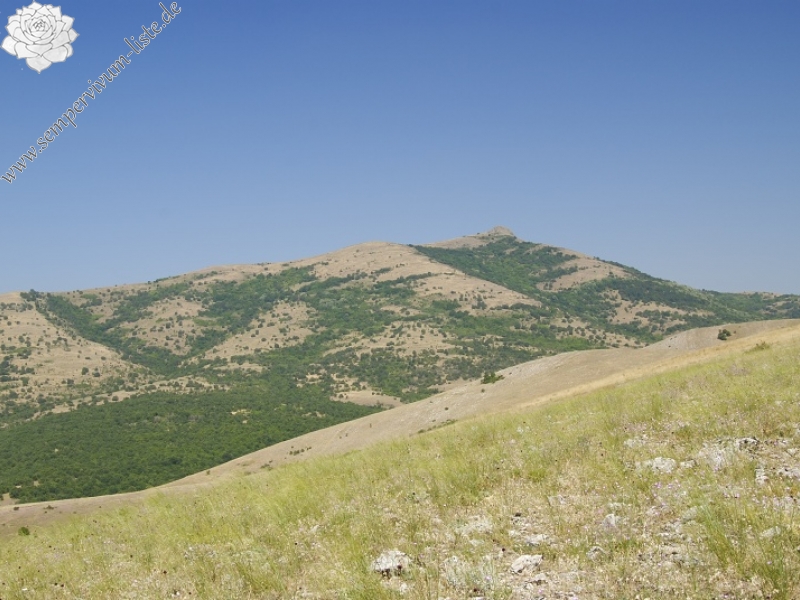 klepa from Gorno Čičevo (oberhalb)