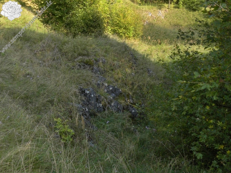 globiferum ssp. globiferum from Lipovec, Velká Dohoda