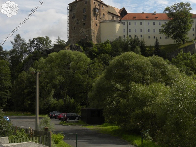 globiferum ssp. globiferum from Bečov nad Teplou, Burg