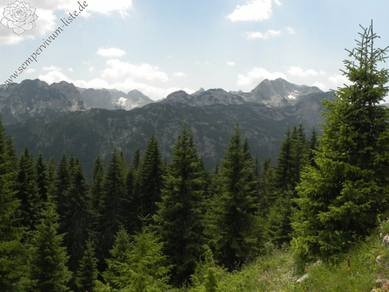 marmoreum from Ražana glava