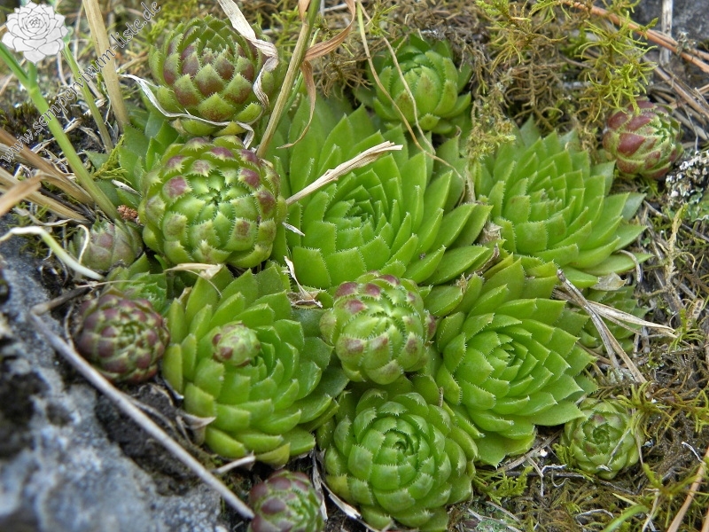 globiferum ssp. globiferum from Lipovec, Velká Dohoda