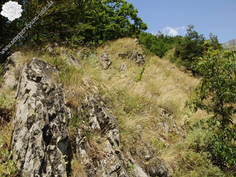 leucanthum from Dalgia Rid, unten