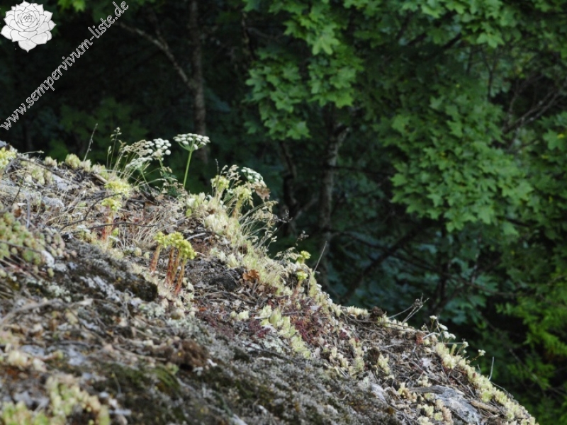 leucanthum from Molitvenata skala