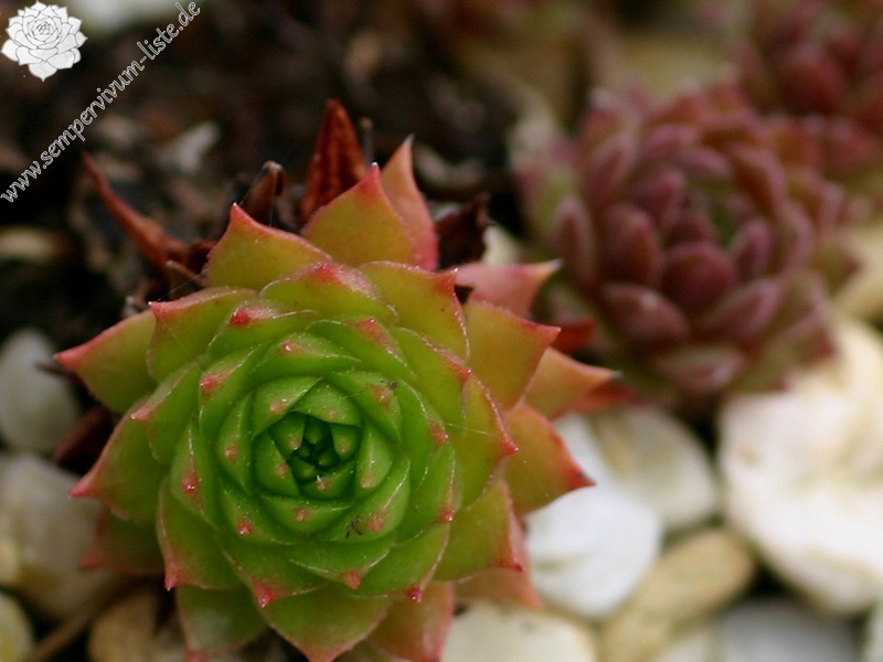 marmoreum ssp. ballsii