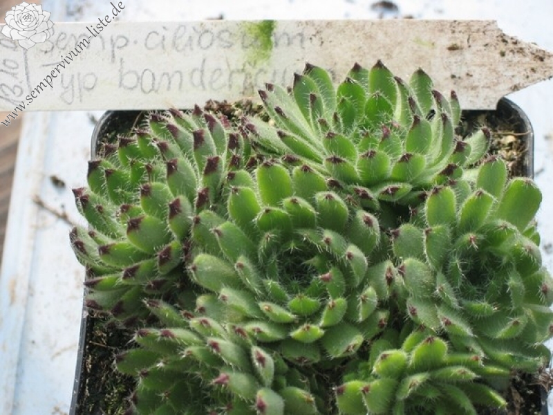 ciliosum (bandericum)