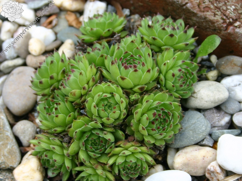cantabricum