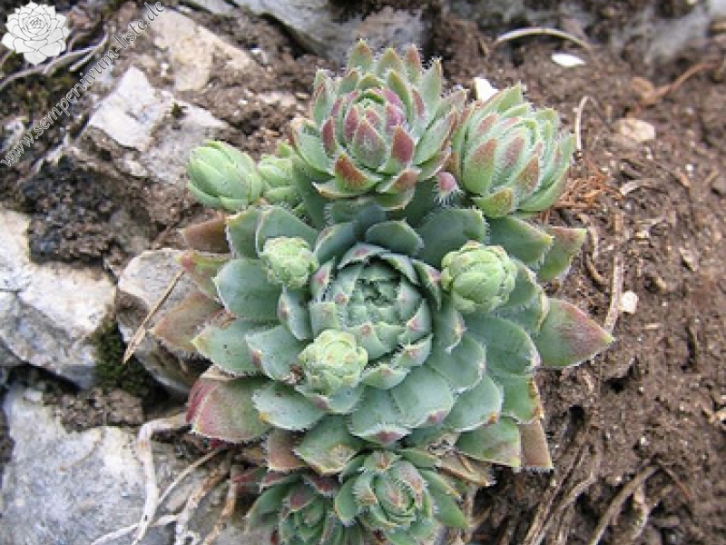 globiferum ssp. lagarinianum from Spiazzi