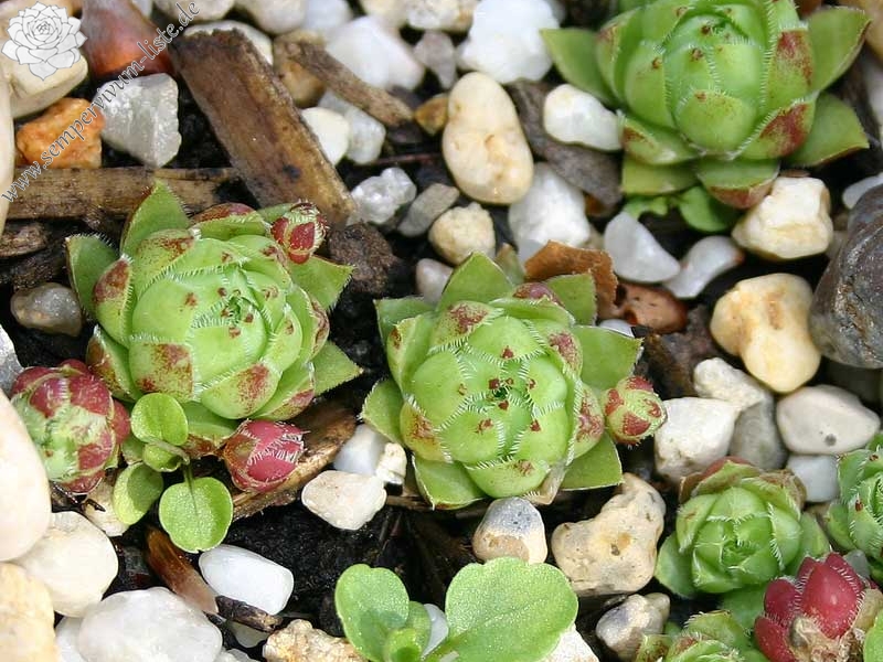 globiferum ssp. hirtum from Budai Mts Typ B HO