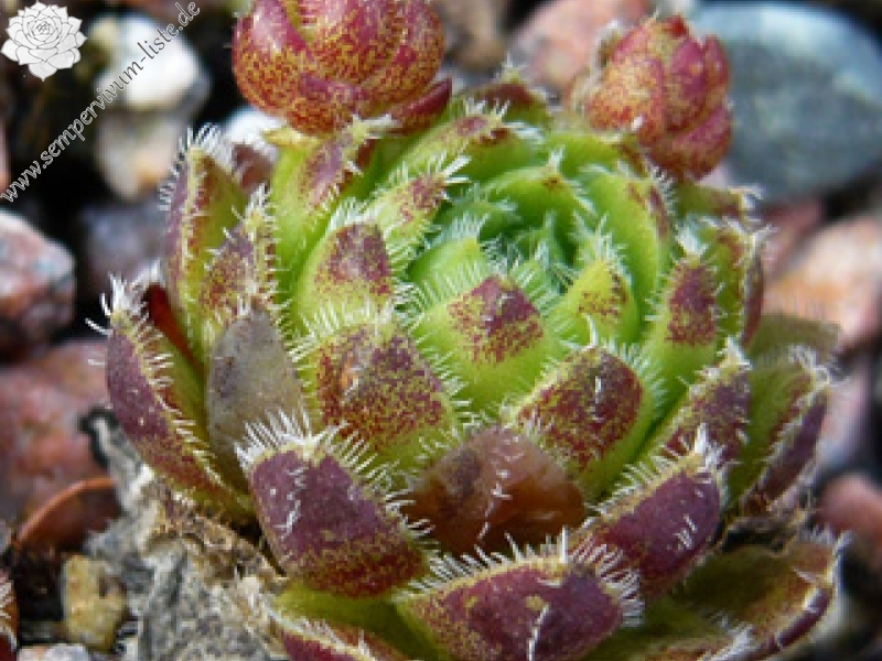 globiferum ssp. hirtum from Völlerin