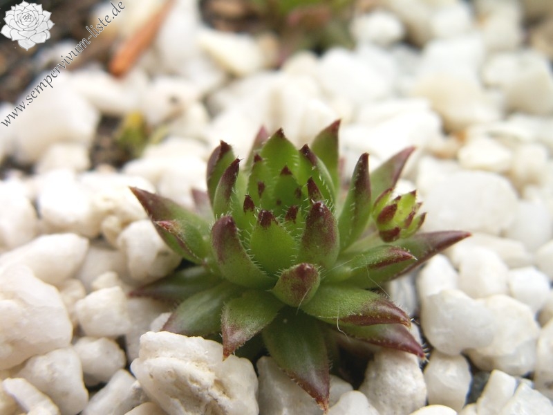 globiferum ssp. hirtum from Dunajec