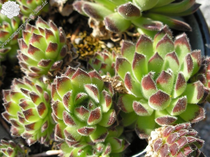 leucanthum from Pastra