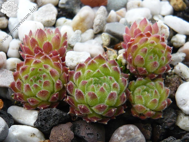 pumilum (dominii)