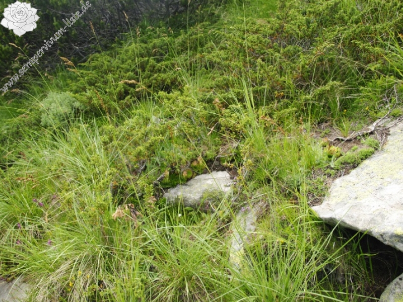 heuffelii from Vihren - O Abhang