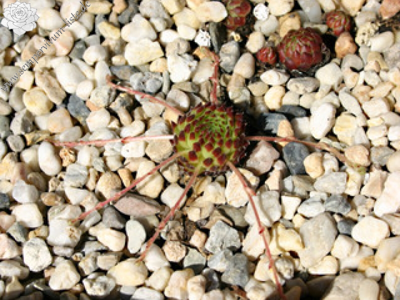 ciliosum ssp. octopodes